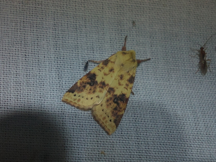 Cirrhia icteritia - nyárfa-sárgabagoly