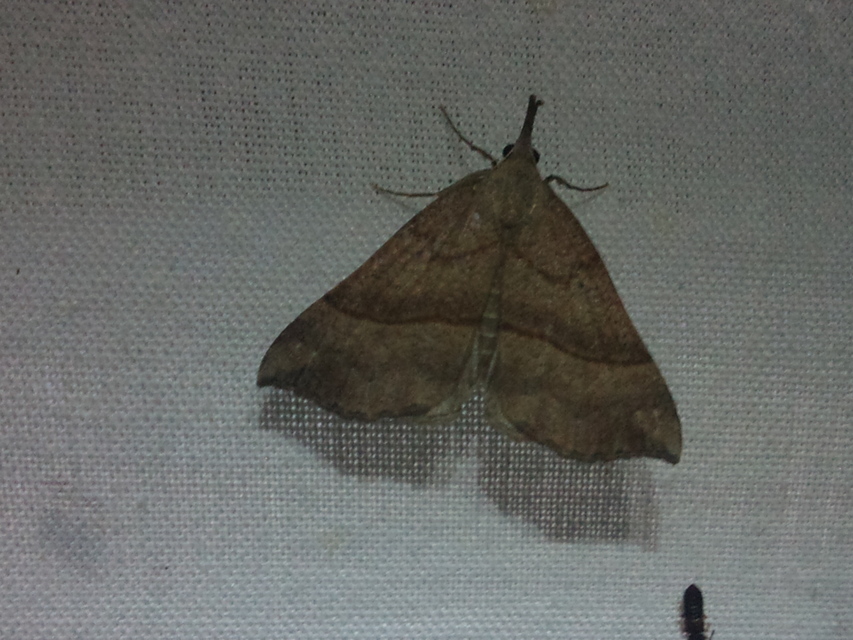 Hypena proboscidalis - ormányos karcsúbagoly