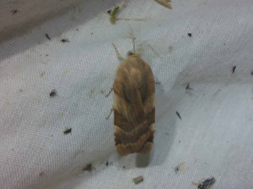 Noctua fimbriata - szélessávú sárgafűbagoly