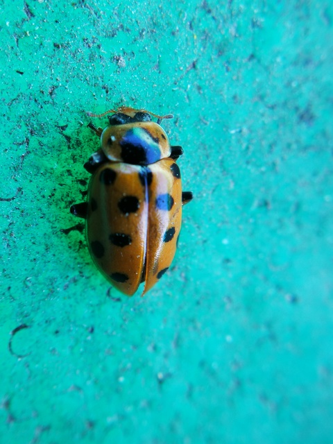 Hippodamia tredecimpunctata - mocsári katica