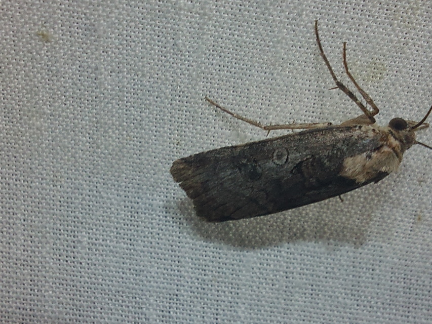 Epilecta linogrisea - karcsú sárgafűbagoly