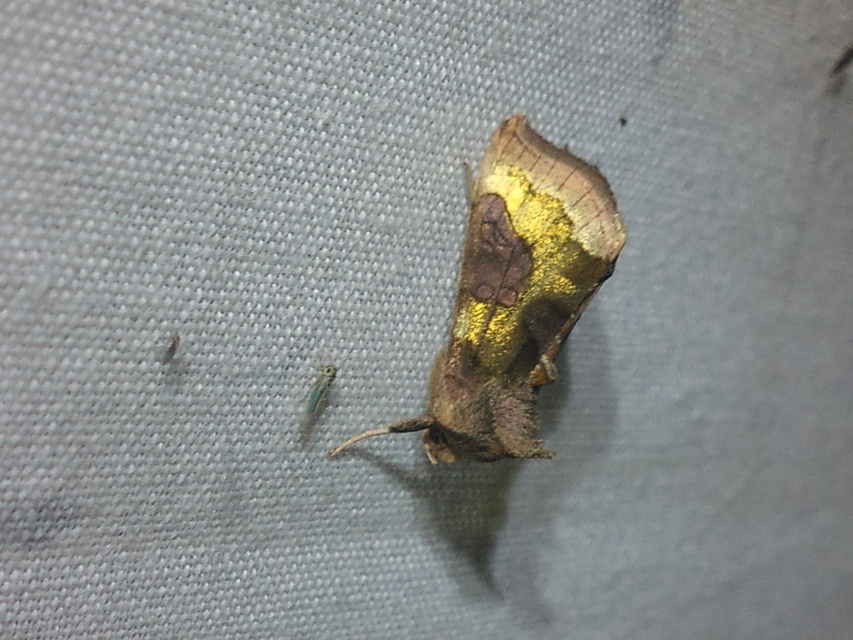Diachrysia chrysitis/stenochrysis