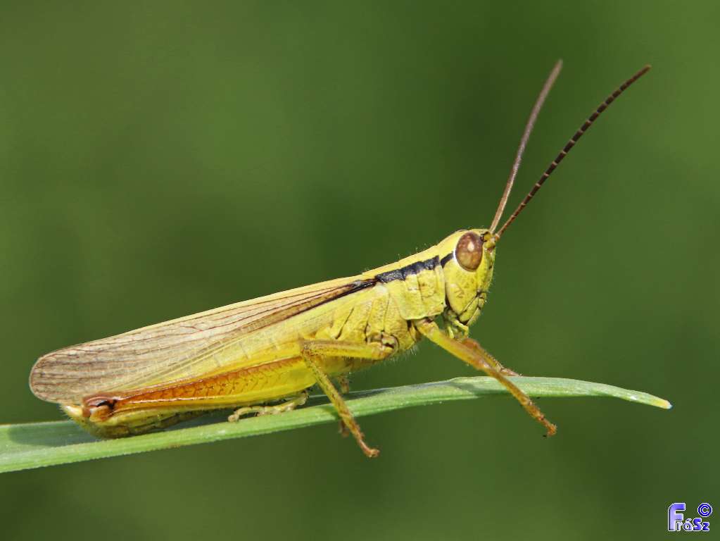 Mecostethus parapleurus - hagymazöld sáska