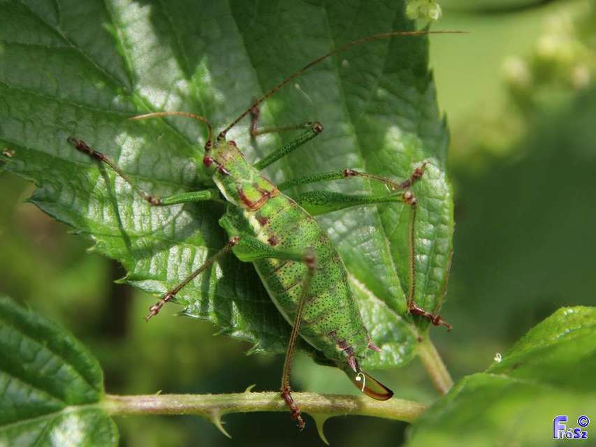 Leptophyes albovittata - közönséges virágszöcske