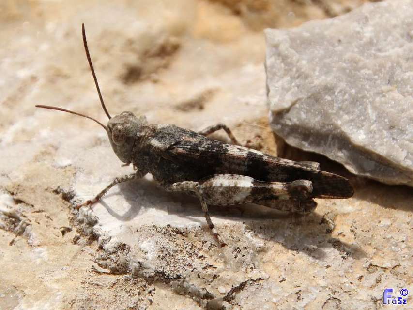 Acrotylus