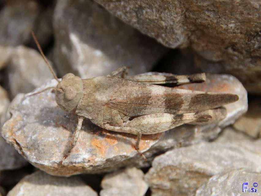 Oedipoda