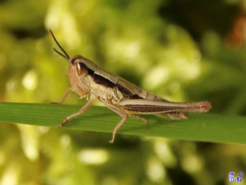 Euchorthippus declivus - rövidszárnyú rétisáska