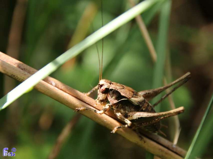 Pholidoptera griseoaptera - szürke avarszöcske