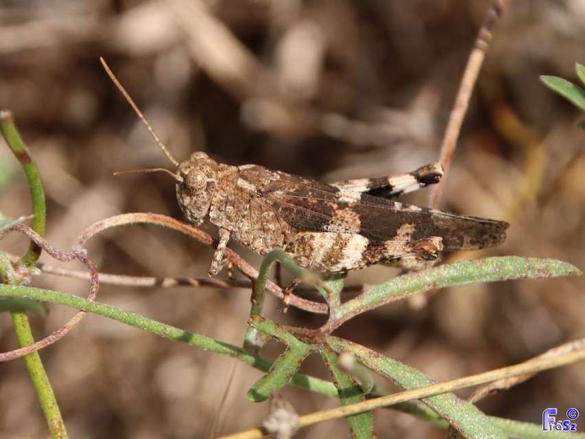 Oedipoda