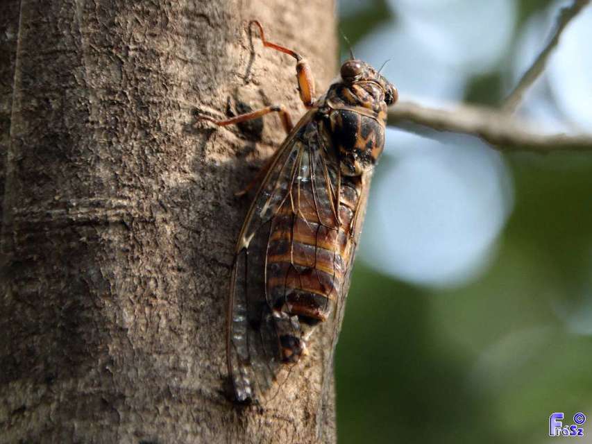 Cicada orni - mannakabóca