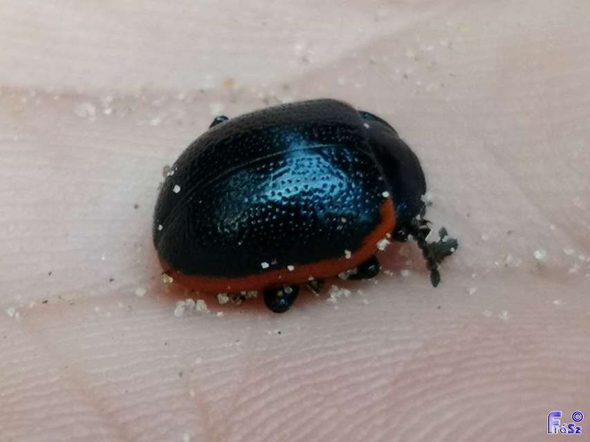 Chrysolina