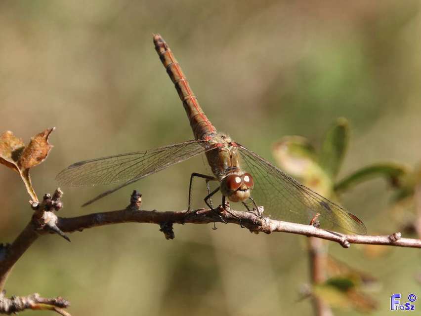 Sympetrum striolatum - harántsávos katona-szitakötő