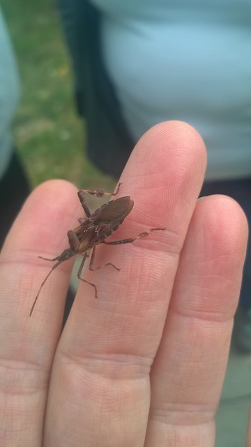 Leptoglossus occidentalis - nyugati levéllábú poloska