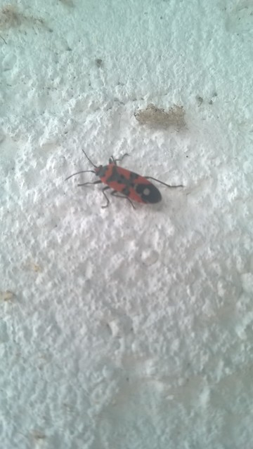 Lygaeus equestris/simulans