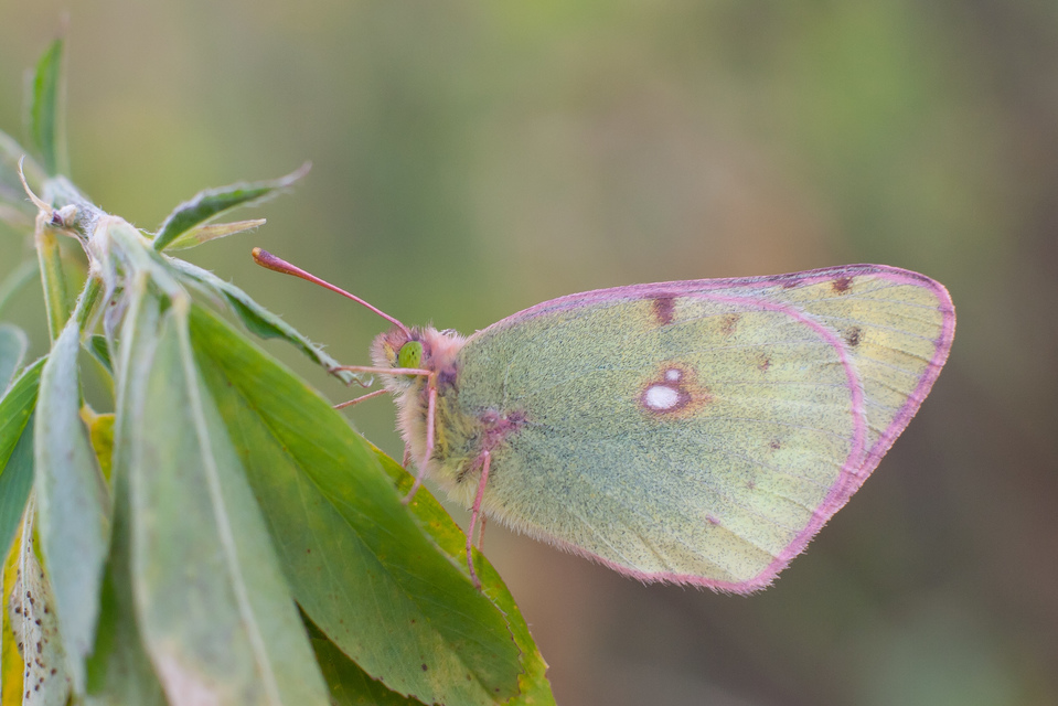 Colias hyale - kéneslepke