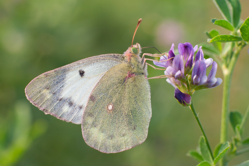 Colias hyale - kéneslepke