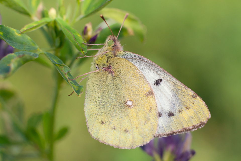 Colias hyale - kéneslepke