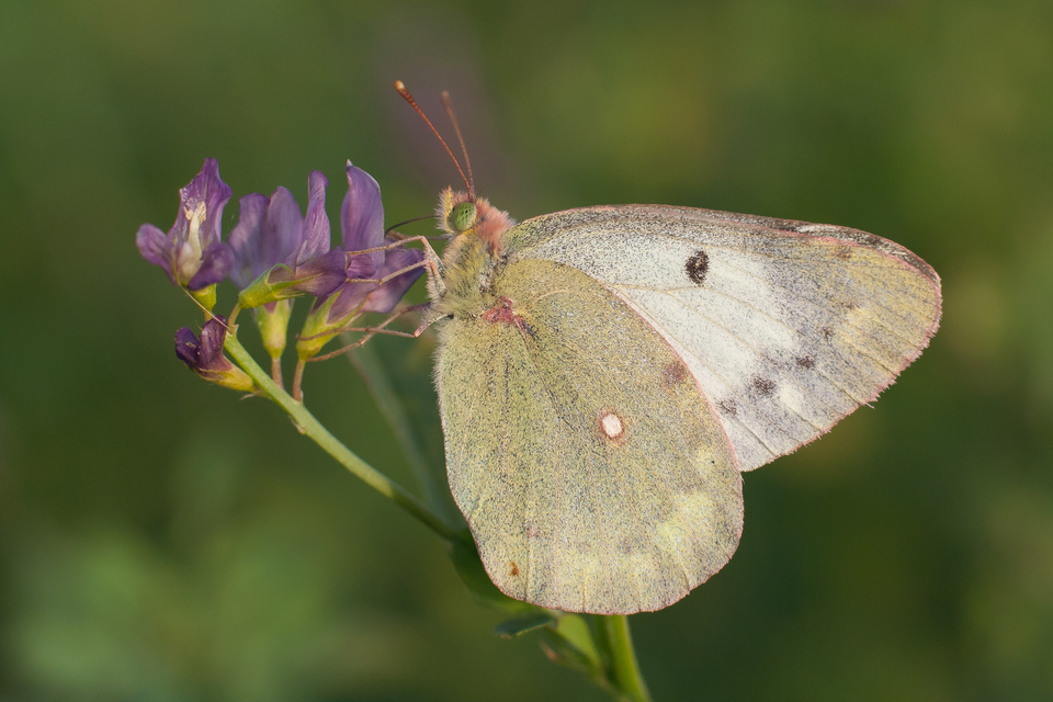 Colias hyale - kéneslepke