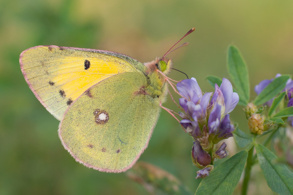 Colias erate - csángó-kéneslepke