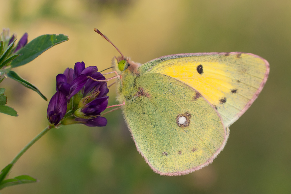 Colias erate - csángó-kéneslepke