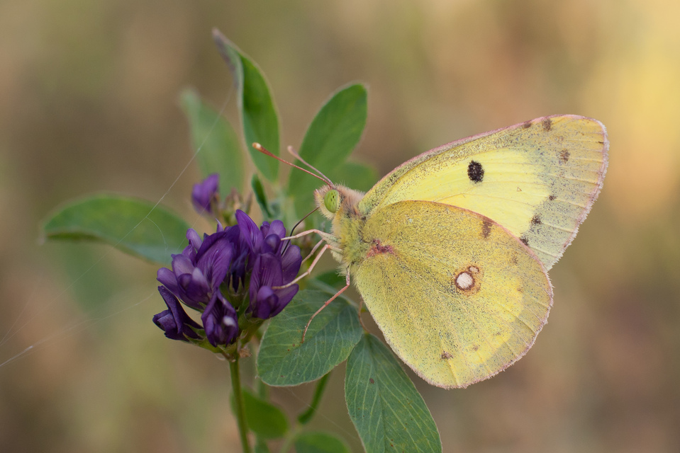Colias erate - csángó-kéneslepke