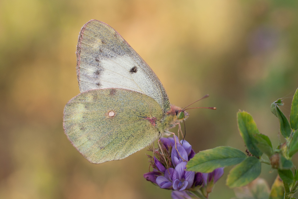 Colias hyale - kéneslepke