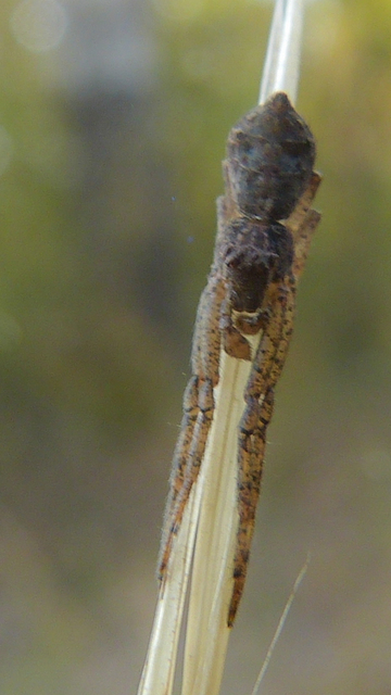 Tmarus