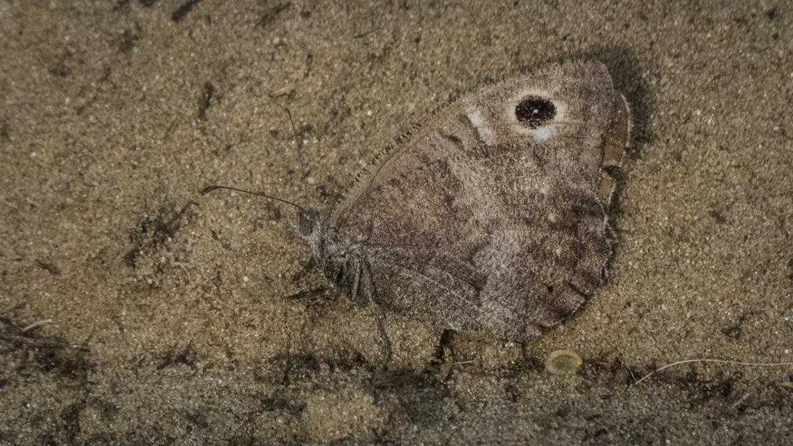 Hipparchia statilinus - homoki szemeslepke