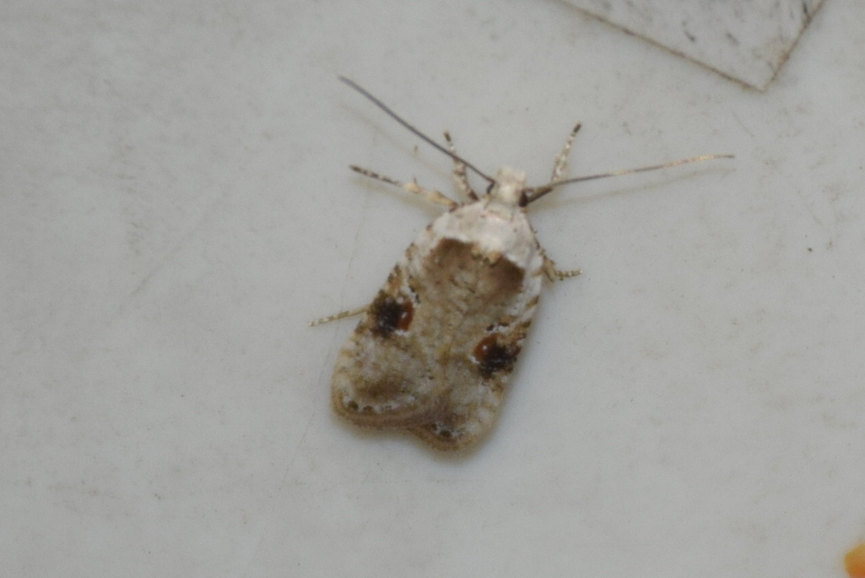 Agonopterix alstromeriana - bürök-laposmoly