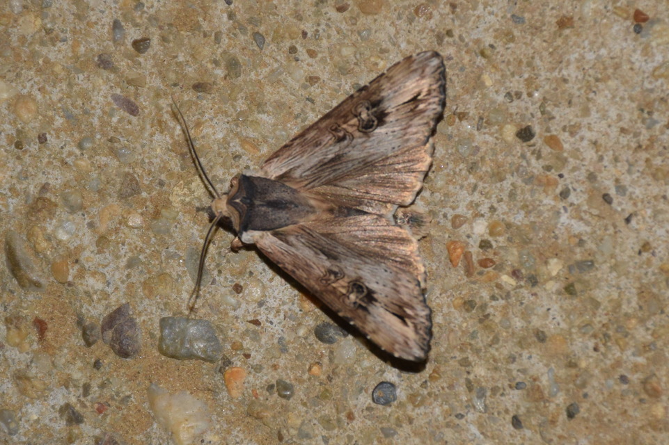 Xylena exsoleta - szürke fabagoly