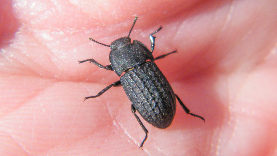 Opatrum sabulosum - sároshátú gyászbogár