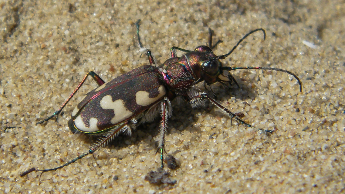 Cicindela hybrida - öves homokfutrinka