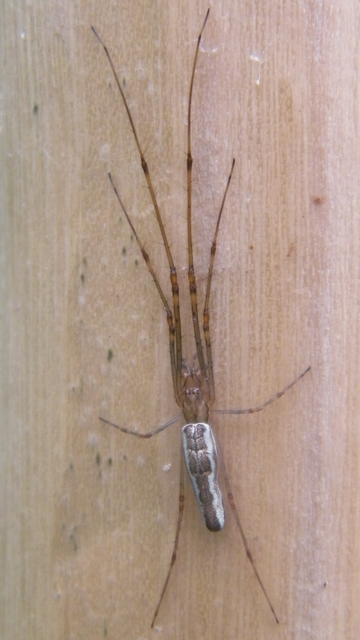 Tetragnatha