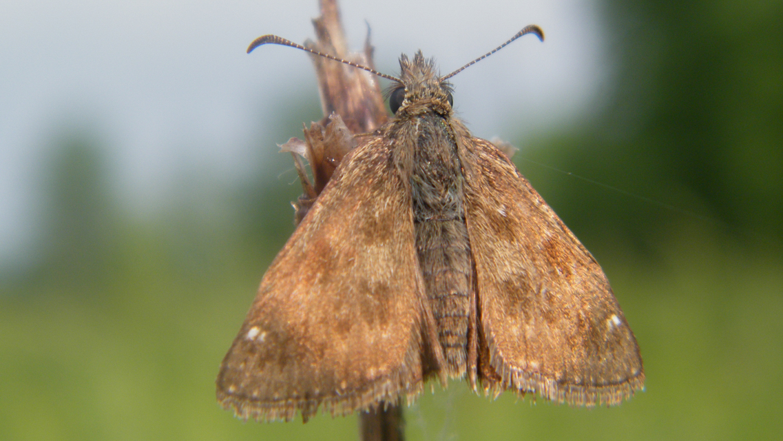 Erynnis tages - cigánylepke