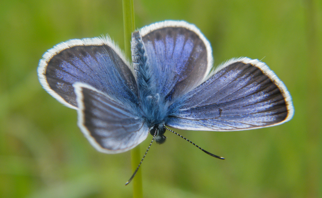 Plebejus argus - ezüstös boglárka