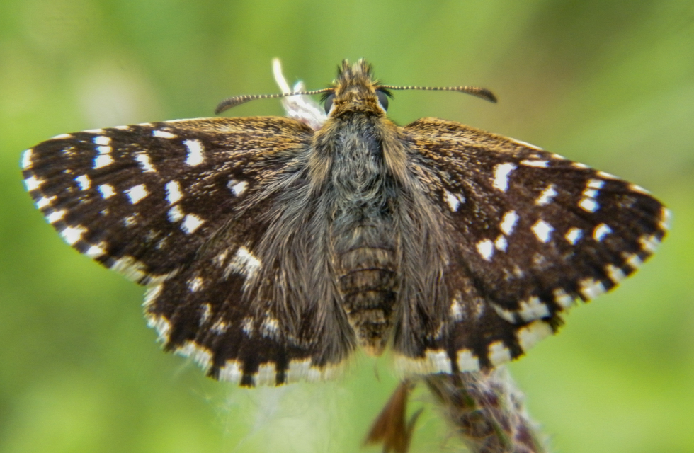 Pyrgus malvae - kis busalepke