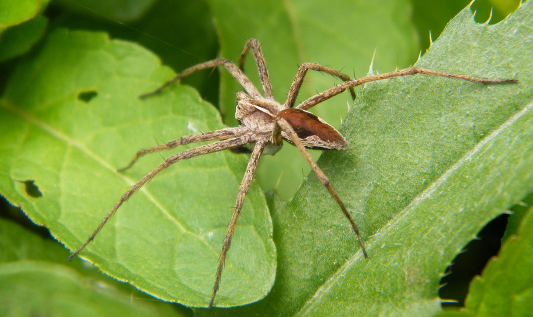 Pisaura mirabilis - csodáspók