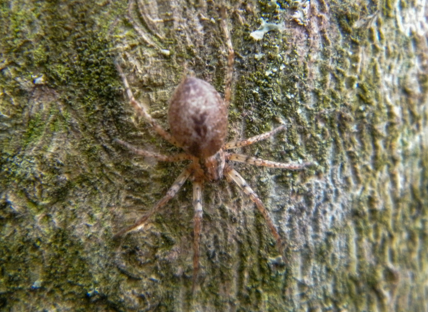 Anyphaena accentuata - jegyespók