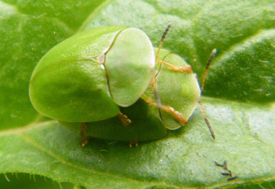 Cassida viridis - zöld pajzsbogár Cassida viridis - zöld pajzsbogár