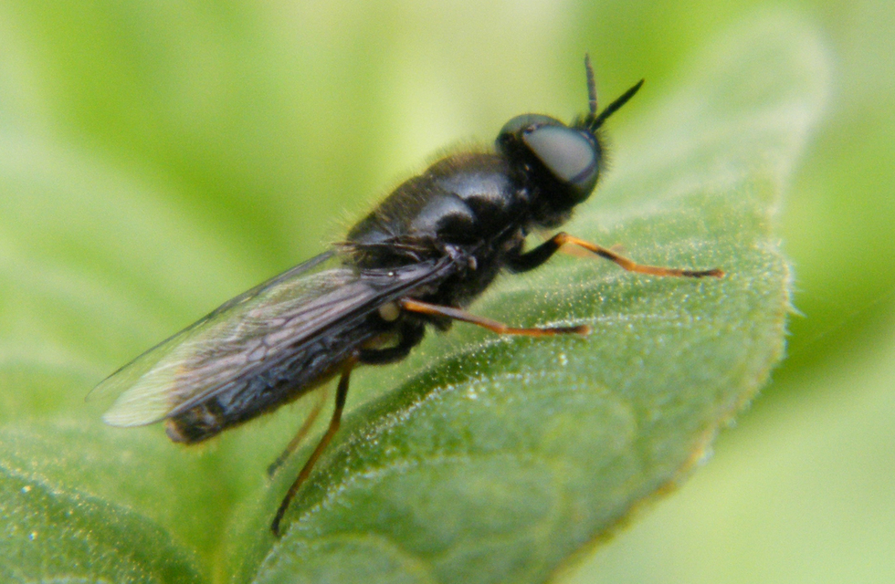 Odontomyia tigrina - fekete zömöklégy