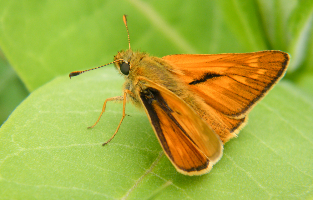 Ochlodes sylvanus - erdei busalepke