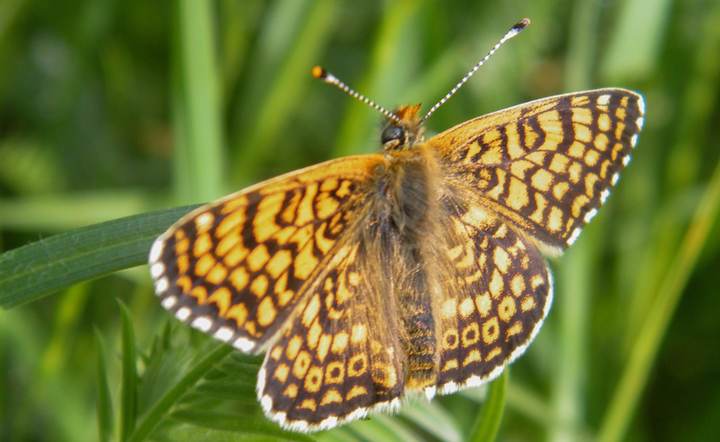 Melitaea cinxia - réti tarkalepke