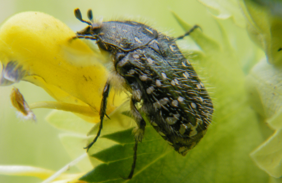 Oxythyrea funesta - sokpettyes virágbogár
