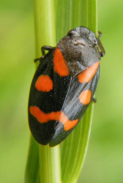 Cercopis arcuata/sanguinolenta