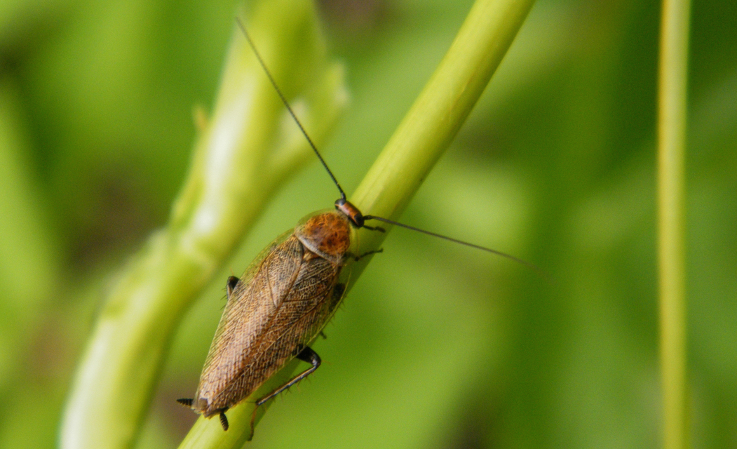 Ectobius erythronotus - sárgatorú erdeicsótány