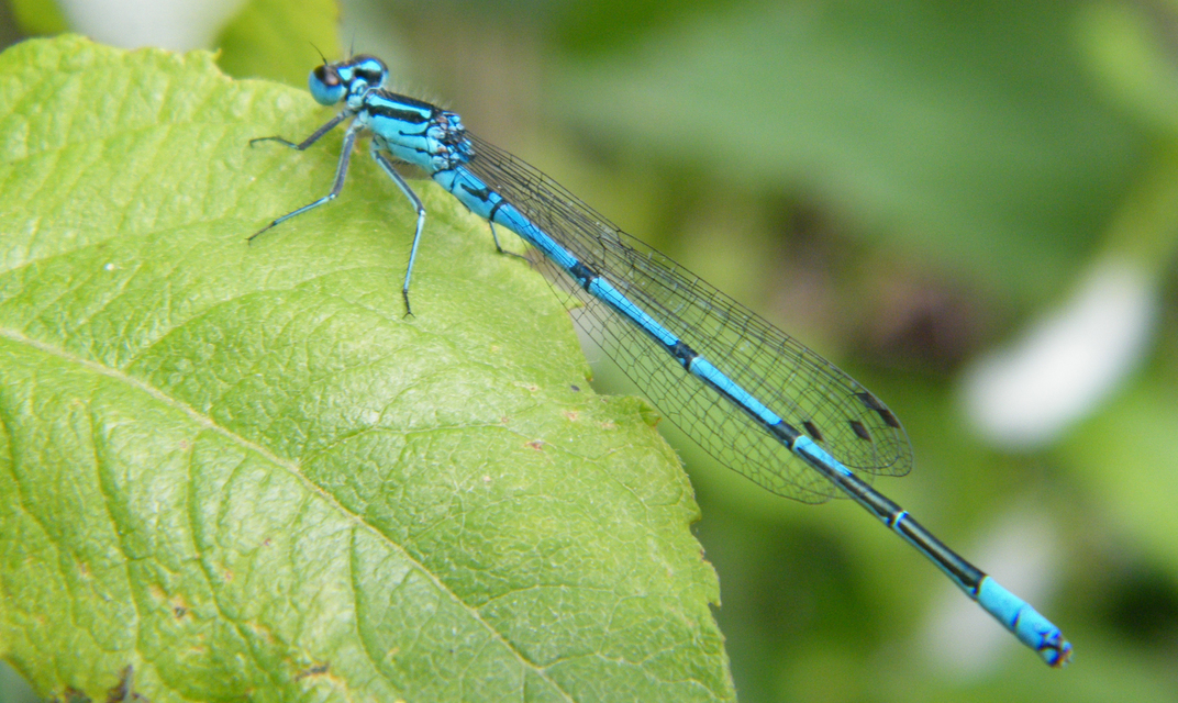 Coenagrion puella - azúrkék légivadász