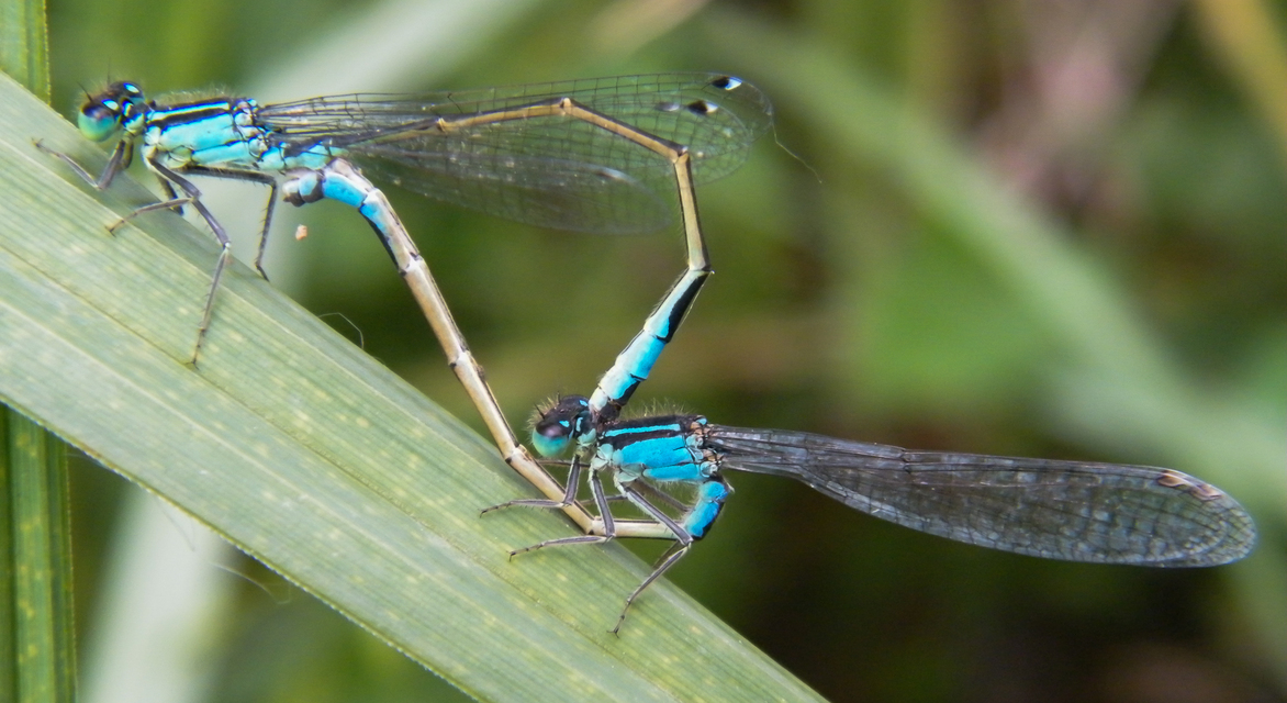 Ischnura elegans pontica - kéköves légivadász