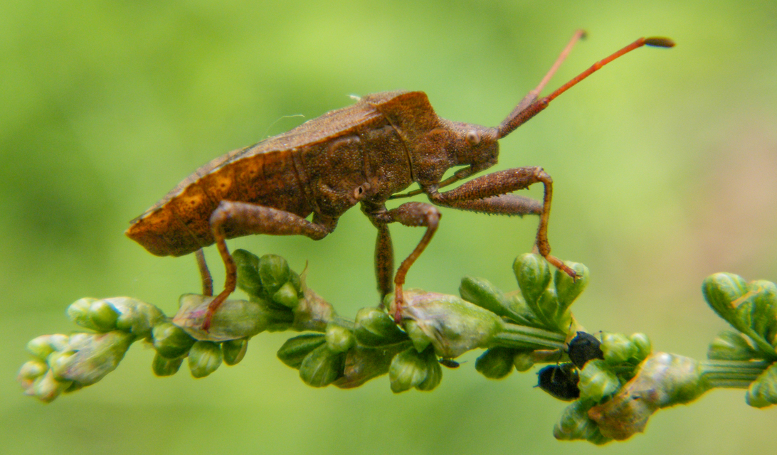 Coreus marginatus - közönséges karimáspoloska