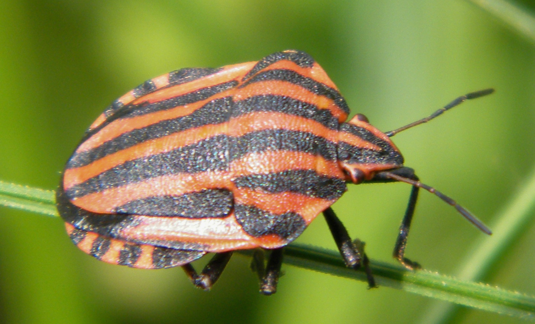 Graphosoma italicum - csíkos pajzsospoloska