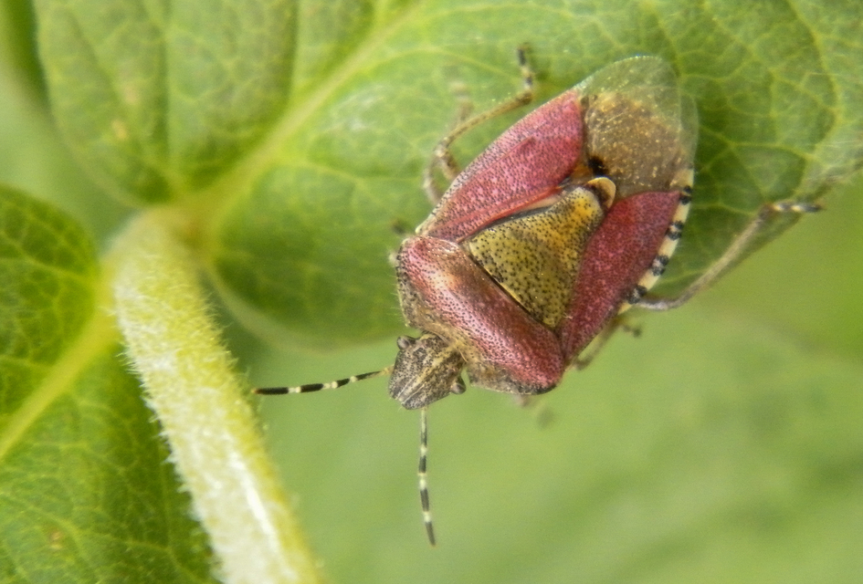 Dolycoris baccarum - közönséges bogyómászó-poloska Dolycoris baccarum - közönséges bogyómászó-poloska